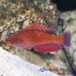 Linespot Flasher Wrasse