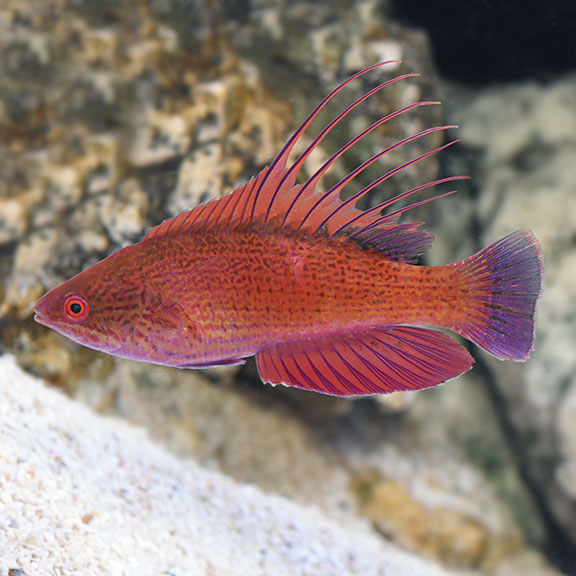 Linespot Flasher Wrasse 
(Paracheilinus lineopunctatus)