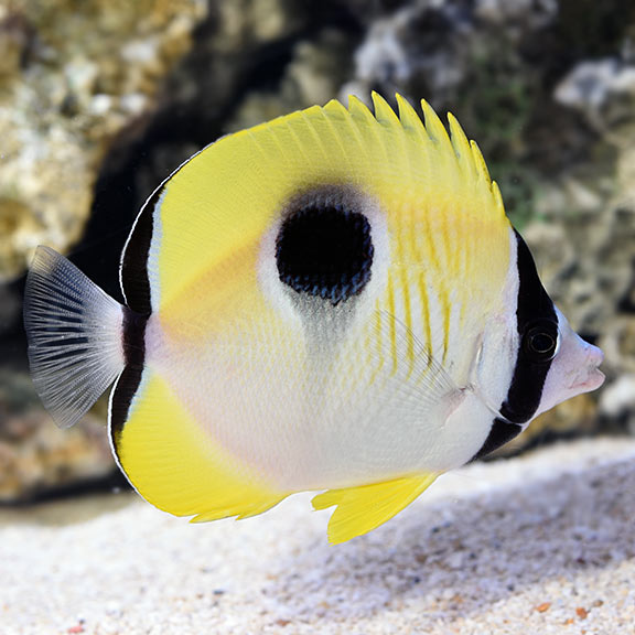 Tear Drop Butterflyfish 
(Chaetodon unimaculatus)