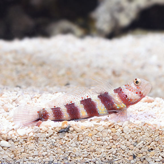 Wheeler's Shrimp Goby 
(Amblyeleotris wheeleri)