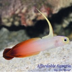 Firefish Red/Regular