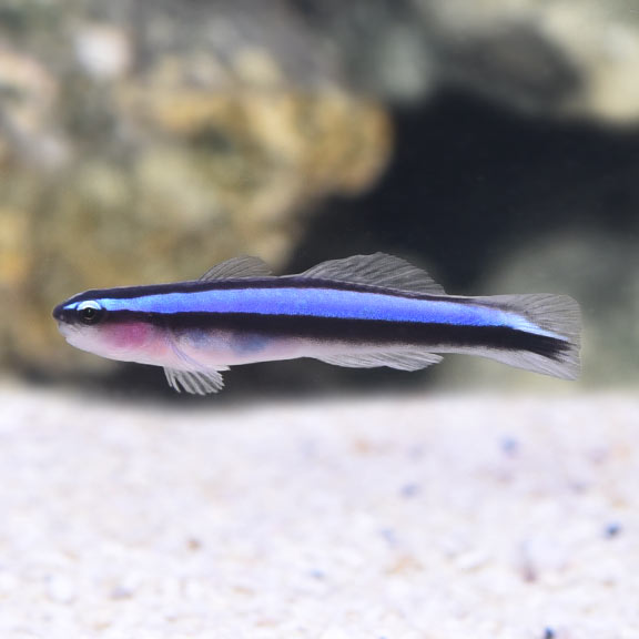 lg_71393_Neon_Blue_Goby Neon Blue Goby - Image 1