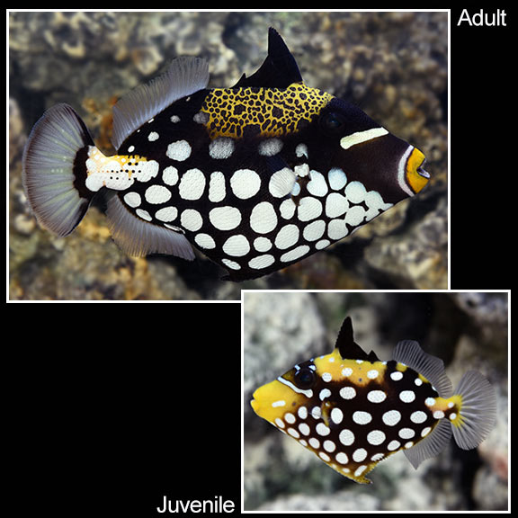 Clown Triggerfish 
(Balistoides conspicillum)