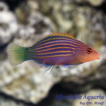 Six Line Wrasse