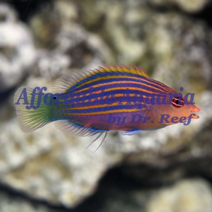Six Line Wrasse 
(Pseudocheilinus hexataenia)