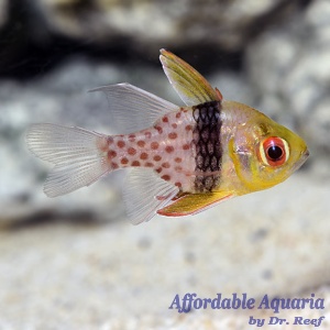 Pajama Cardinalfish (Captive Bred)