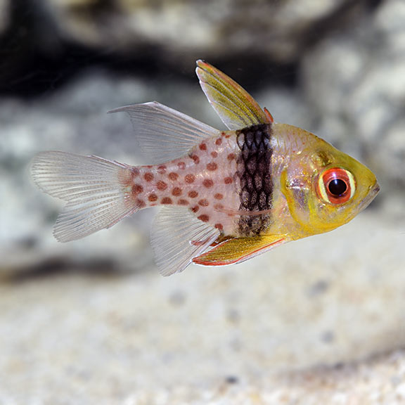 Pajama Cardinalfish Group 
(Sphaeramia nematoptera)