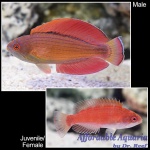Eightline Flasher Wrasse (Female)