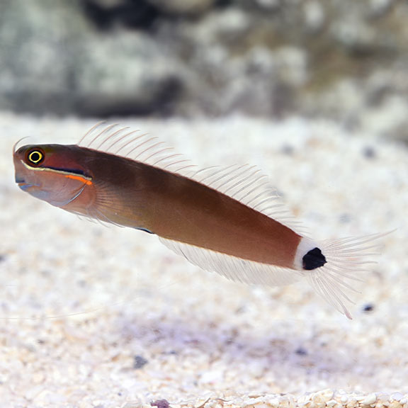 Tail Spot Blenny 
(Ecsenius stigmatura)