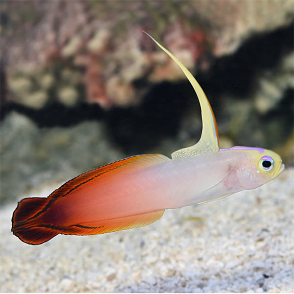 Firefish 
(Nemateleotris magnifica