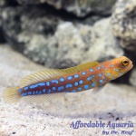 Jawfish Blue Dot
