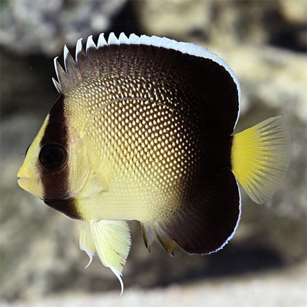 Xanthurus Cream Angelfish 
(Apolemichthys xanthurus)