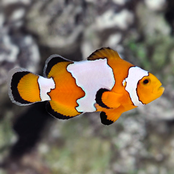 Snowflake Ocellaris Clownfish, Captive-Bred 
(Amphiprion ocellaris )