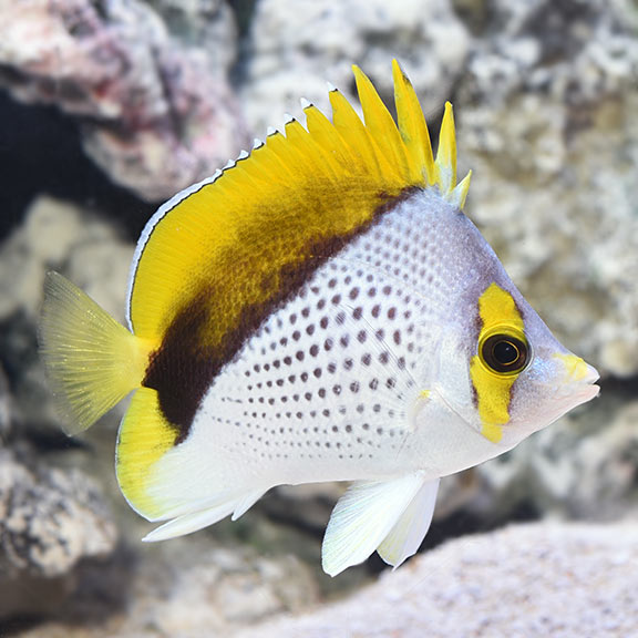 Declivis Butterflyfish 
(Chaetodon declivis)