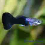 Black Guppy Group, Male 
(Poecilia reticulata)