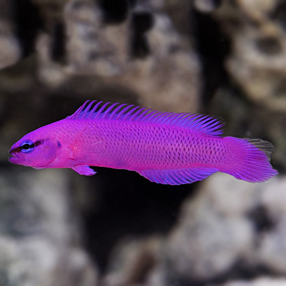 Orchid Dottyback, Captive-Bred 
(Pseudochromis fridmani)