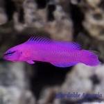 Orchid Dottyback (Captive Bred)