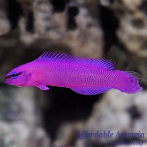 Captive-Bred Orchid Dottyback