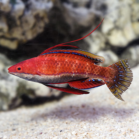 Ruby Longfin Fairy Wrasse 
(Cirrhilabrus rubeus)