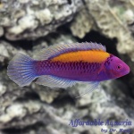 Orange-Back Fairy Wrasse