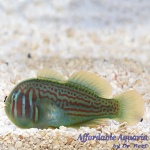Green Clown Goby