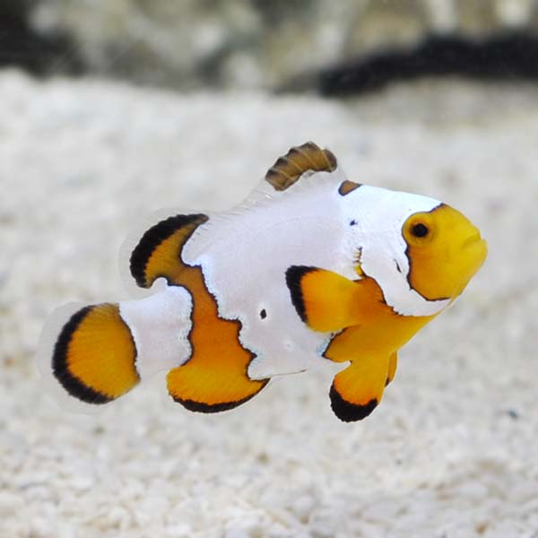 Proaquatix Captive-Bred Premium Snowflake Clownfish 
(Amphiprion ocellaris)