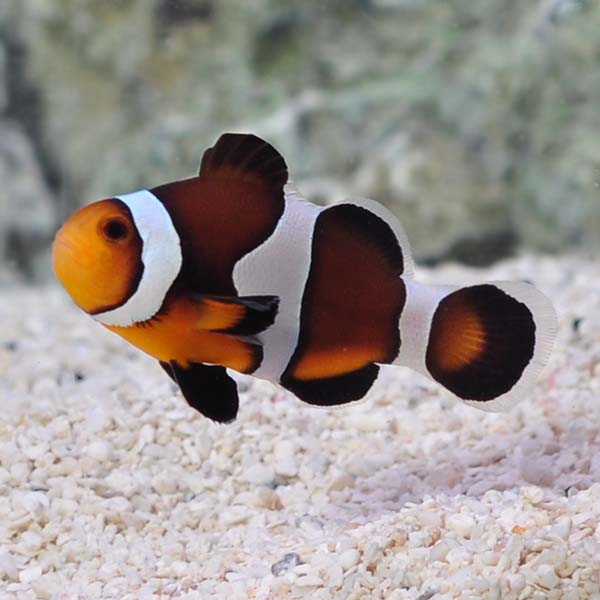 Captive-Bred Caramel Clownfish 
(Amphiprion ocellaris)