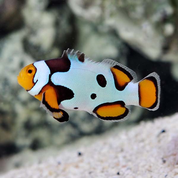 Captive-Bred Premium Onyx Picasso Percula Clownfish 
(Amphiprion percula)