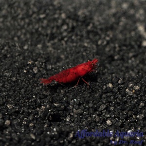 Bloody Mary Shrimp Group 
(Neocaridina davidi)