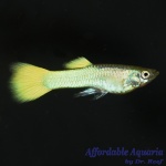 German Yellow Guppy Group, Male 
(Poecilia reticulata)