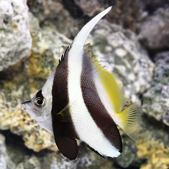 Heniochus Black and White Butterflyfish 
(Heniochus acuminatus)