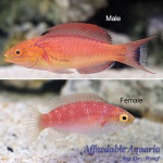 Johnson's Fairy Wrasse (Female)