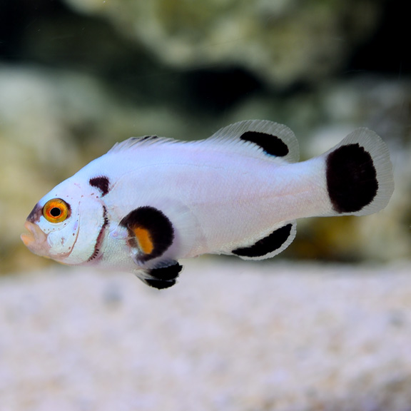 Orange Skunk Clownfish 
(Amphiprion sandaracinos)