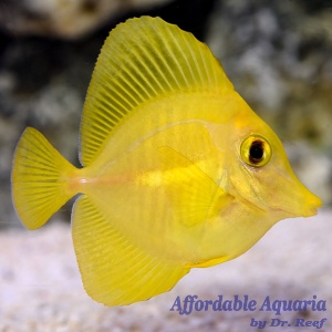 Biota Captive-Bred Yellow Tang 
(Zebrasoma flavescens)