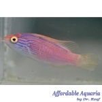Lineatus Fairy Wrasse (Female)