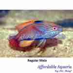 Lineatus Fairy Wrasse (Male)
