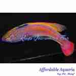 Lineatus Fairy Wrasse (Super Male)