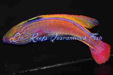 lineatussupermale Lineatus Fairy Wrasse (Super Male) - Image 1