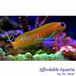 Midas Blenny - Image 2