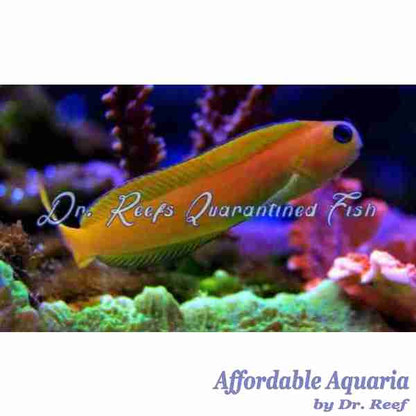 Midas Blenny - Image 2