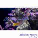 Midas Blenny
