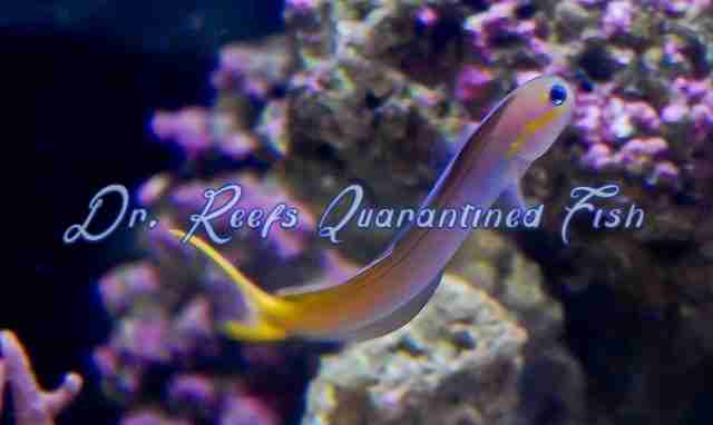 midas3 Midas Blenny - Image 1