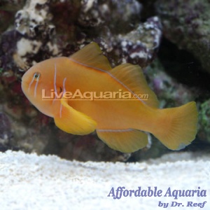 Clown Goby, Citrinis 
(Gobiodon citrinus)