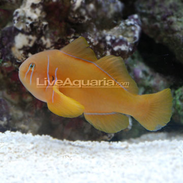 Clown Goby, Citrinis 
(Gobiodon citrinus)