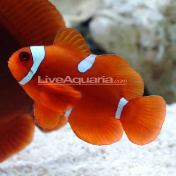 Gold Stripe Maroon Clownfish 
(Premnas biaculeatus)