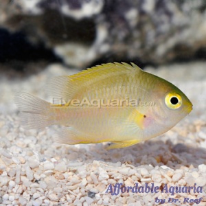 Yellow Damselfish 
(Amblyglyphidodon aureus)