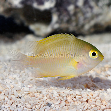 Yellow Damselfish 
(Amblyglyphidodon aureus)