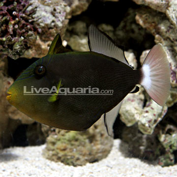 Pinktail Triggerfish 
(Melichthys vidua)
