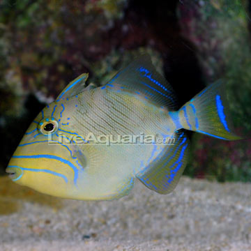 Queen Triggerfish 
(Balistes vetula