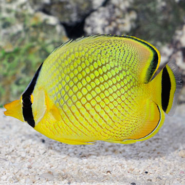 Latticed Butterflyfish 
(Chaetodon rafflesi)